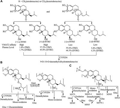 (+)-9-Trifluoroethoxy-α-Dihydrotetrabenazine as a Highly Potent Vesicular Monoamine Transporter 2 Inhibitor for Tardive Dyskinesia